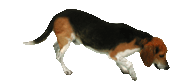 click here to reload BarneyBeagle.co.uk